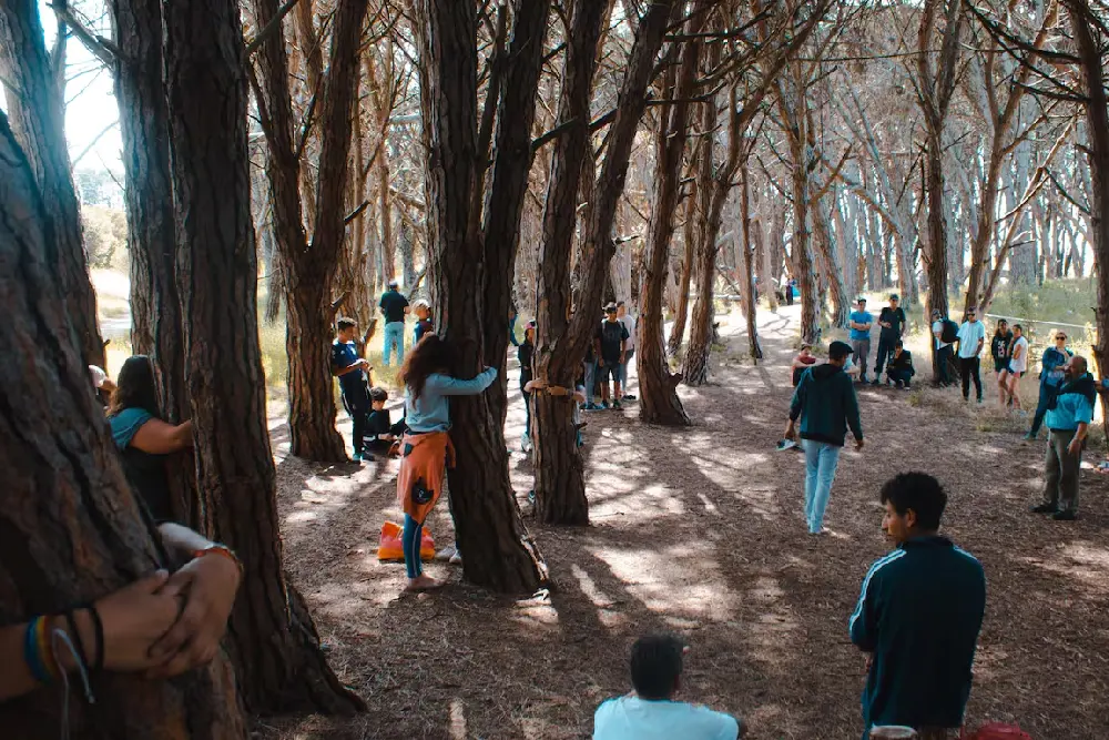 Visitantes abrazan los troncos de los pinos en un claro del bosque, entre luces y sombras
