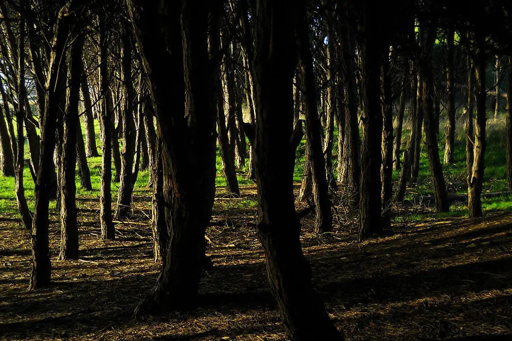 Troncos oscuros de pinos a contraluz, con el sol del atardecer filtrándose sobre el pasto