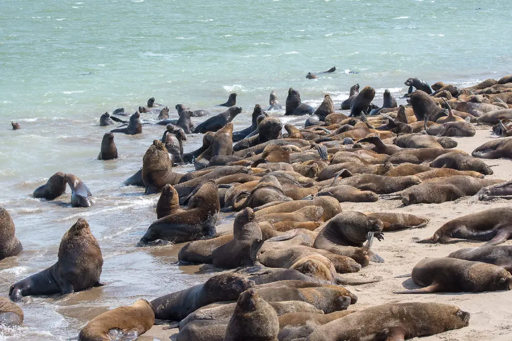 Colonia de lobos marinos descansando en la orilla, con el mar de fondo