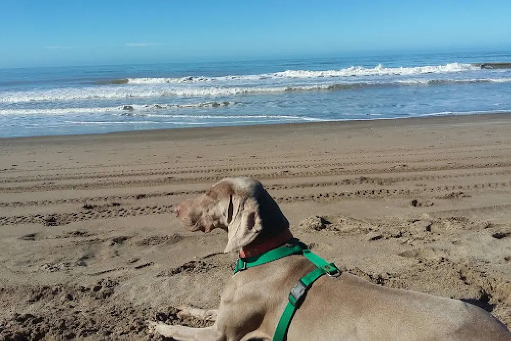 Un perro de pelo gris con arnés verde descansa echado en una playa ancha, mirando el mar