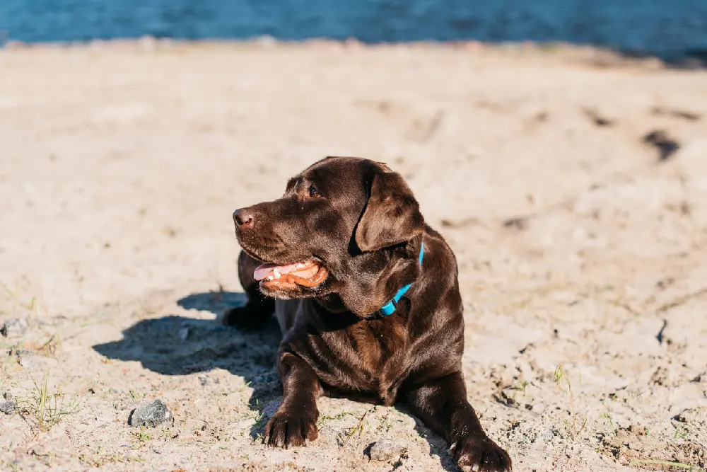 Un labrador color chocolate con collar celeste echado al sol sobre la arena