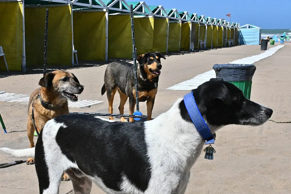 Tres perros en la arena de un balneario, frente a una hilera de carpas amarillas y verdes