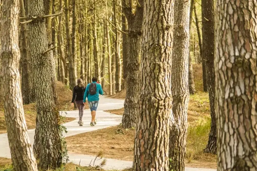 Dos personas caminan por un sendero que serpentea entre troncos altos de pinos, con luz de tarde