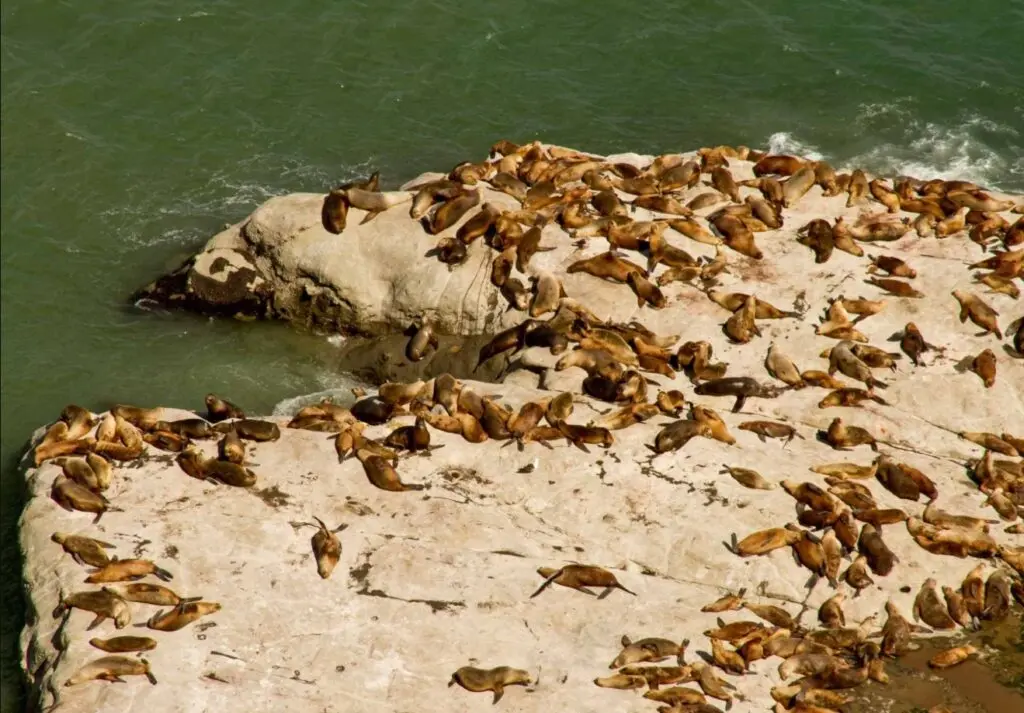 Decenas de lobos marinos descansan sobre una plataforma de roca clara al borde del mar, vistos desde lo alto