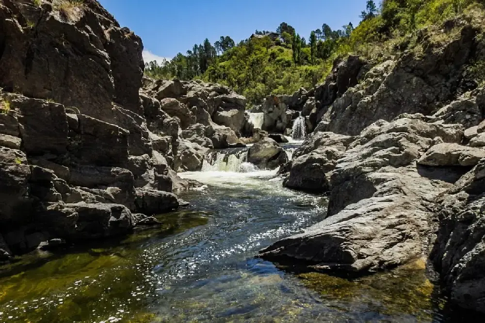 Un río de agua transparente que baja entre grandes rocas formando pequeñas cascadas, con un bosque de pinos arriba