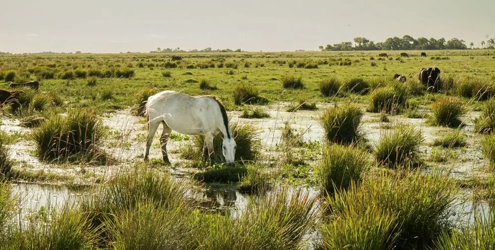 Un caballo blanco pastando en un estero con pajonales y agua, con otros animales y un monte al fondo
