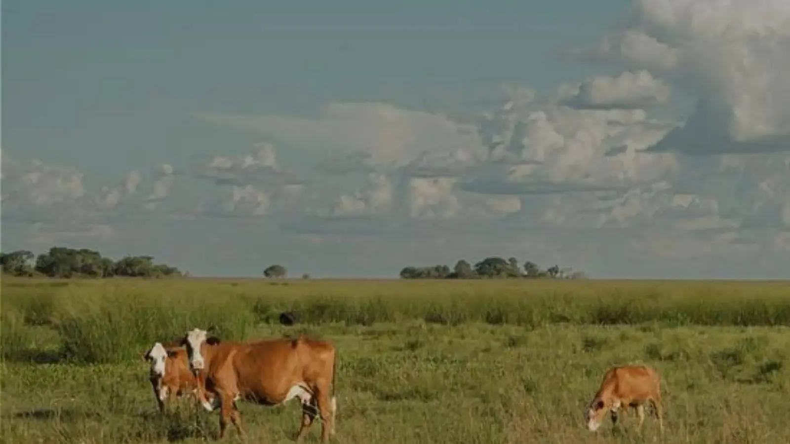 Vacas pastando en un campo verde y llano de Corrientes, con isletas de monte y nubes grandes en el horizonte