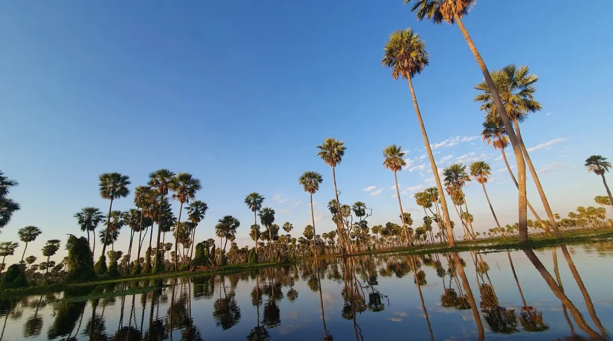 Palmeras altas reflejadas en el agua quieta de un bañado, bajo un cielo azul despejado