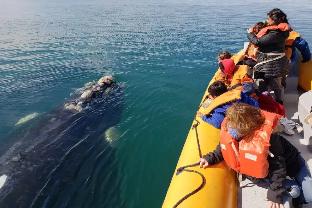 Una ballena franca asoma la cabeza junto a un gomón amarillo con chicos y adultos con chalecos salvavidas