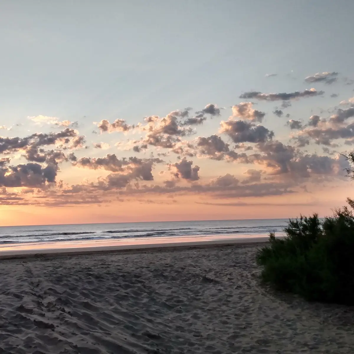 Atardecer sobre el mar visto desde la arena, con nubes rosadas, olas suaves y un arbusto de tamarisco en primer plano