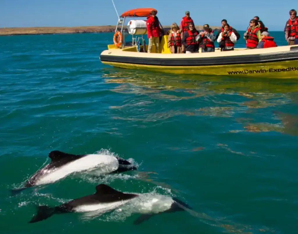 Dos toninas overas blancas y negras nadan en la superficie junto a un gomón amarillo lleno de turistas con chalecos rojos