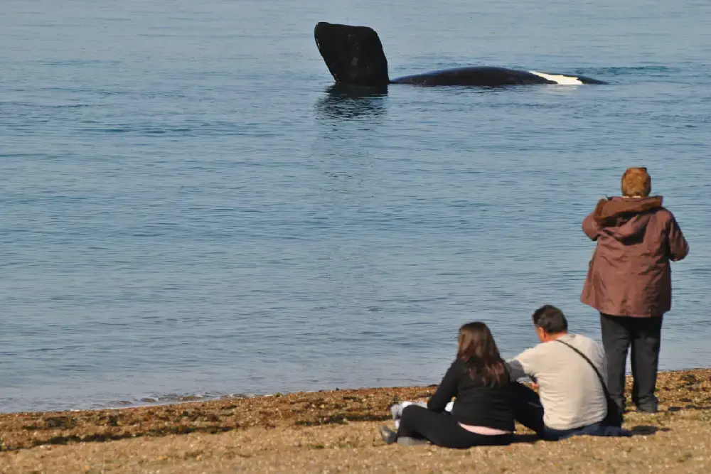 Tres personas sentadas en una playa de canto rodado miran una ballena que levanta la aleta a pocos metros de la orilla