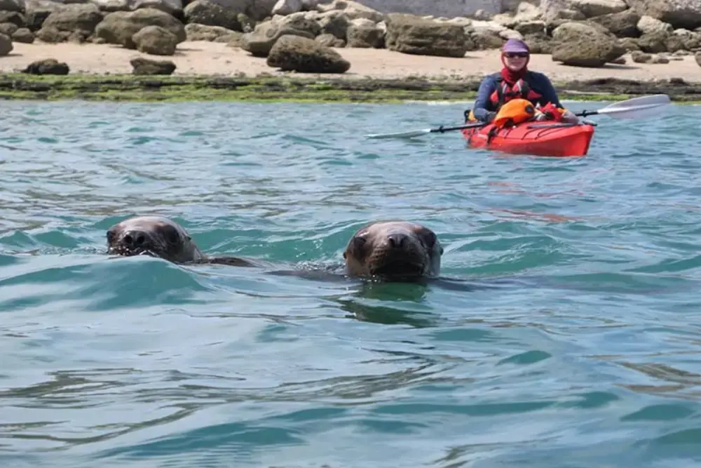 Dos lobos marinos con la cabeza fuera del agua frente a una persona que rema en un kayak rojo cerca de la costa