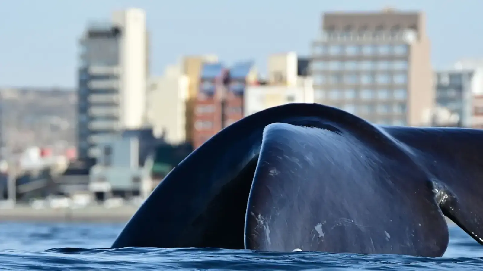 La cola de una ballena franca asomando del mar, con los edificios de la costanera de Puerto Madryn de fondo