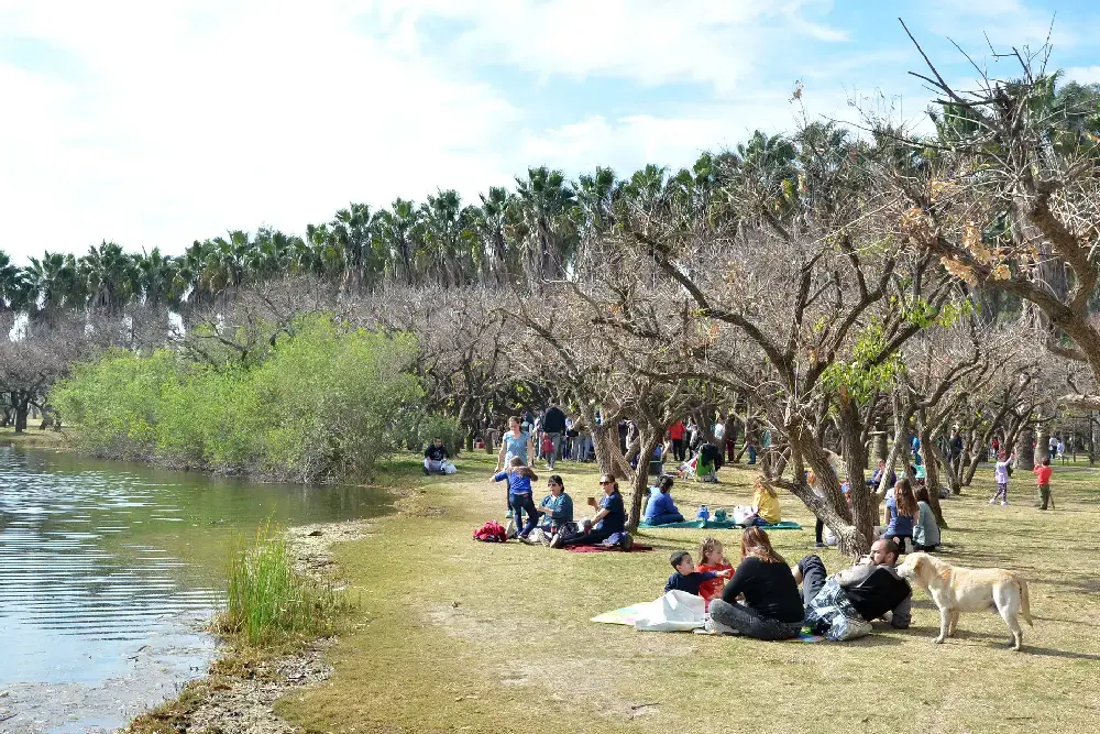 Familias de picnic sobre el pasto a la orilla de una laguna, con árboles sin hojas y una hilera de palmeras al fondo