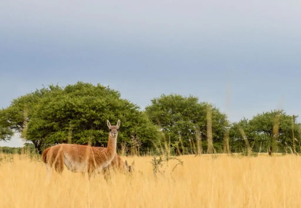 Un guanaco mira a la cámara entre pastizales dorados, con árboles del monte pampeano detrás