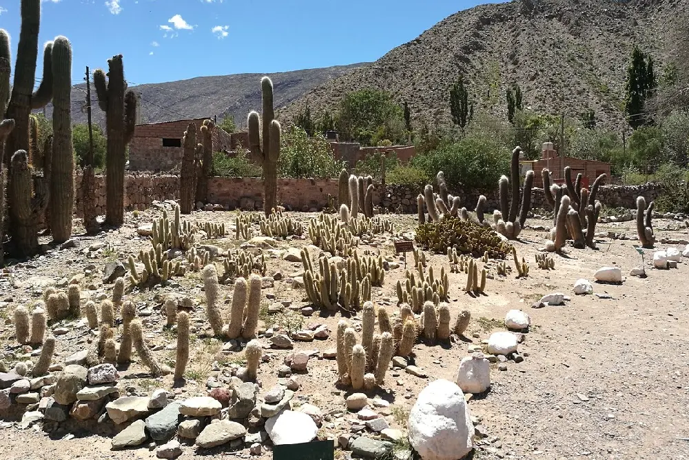 Cactus de distintos tamaños en un jardín de piedras, con muros de piedra y cerros detrás