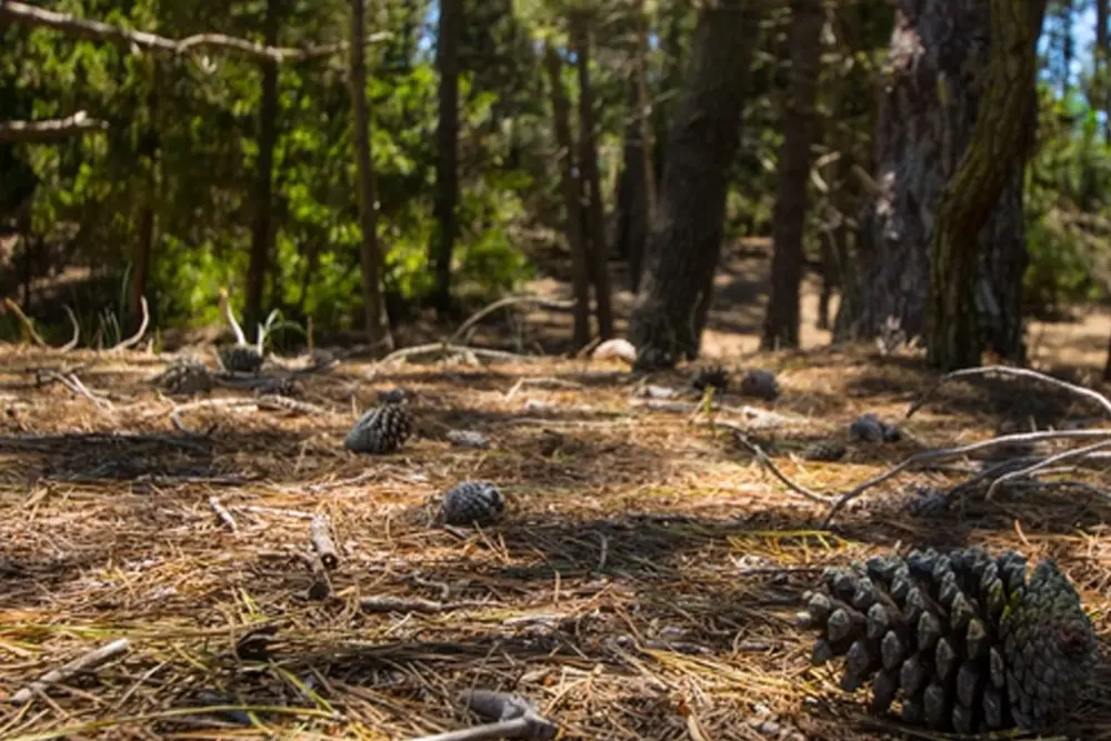 Suelo de bosque cubierto de agujas de pino y piñas, con troncos de pinos y follaje verde de fondo