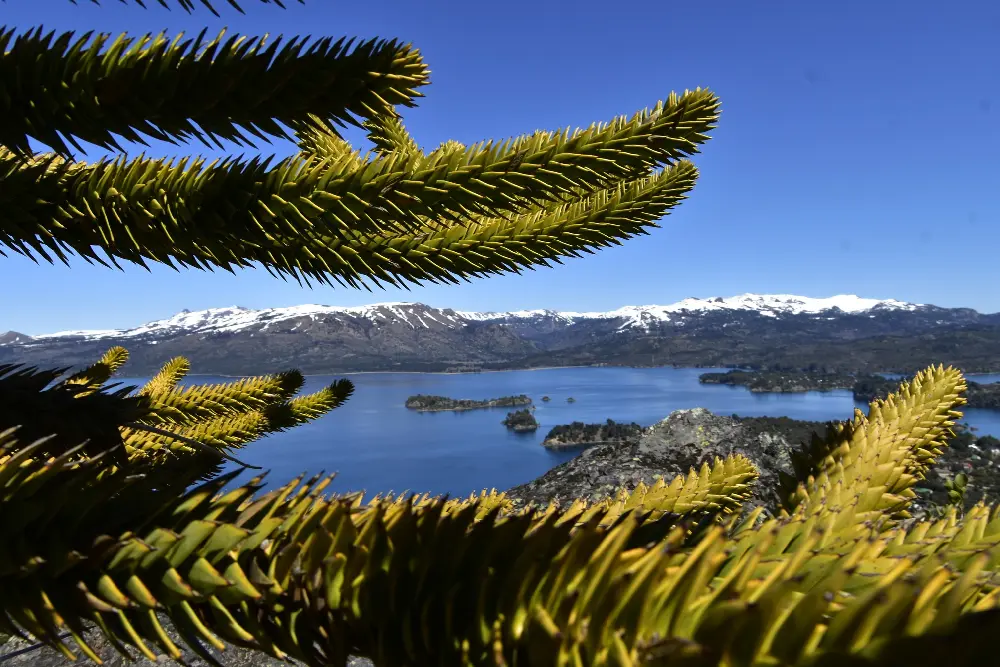 Ramas de araucaria en primer plano enmarcan un lago azul con islas y montañas nevadas al fondo