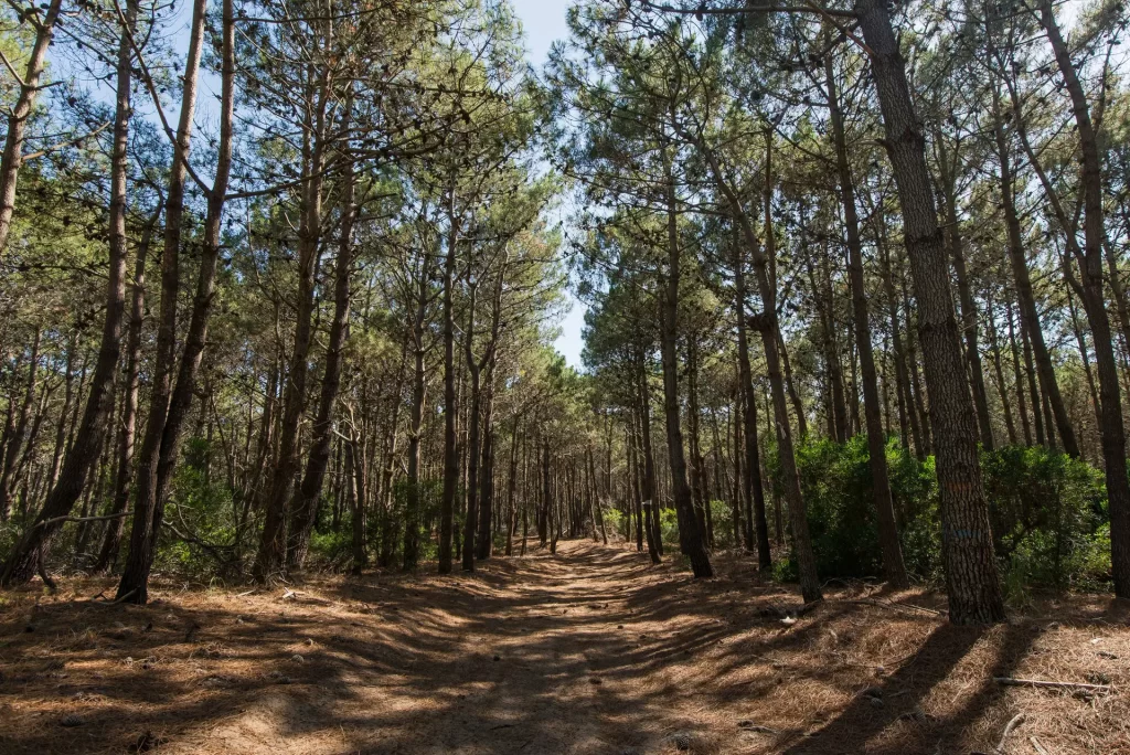 Bosque de Pinamar