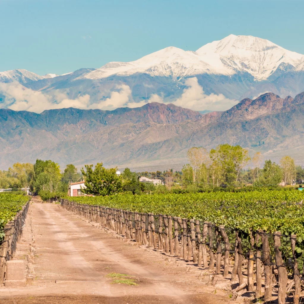 Viñedos y Montañas de Mendoza