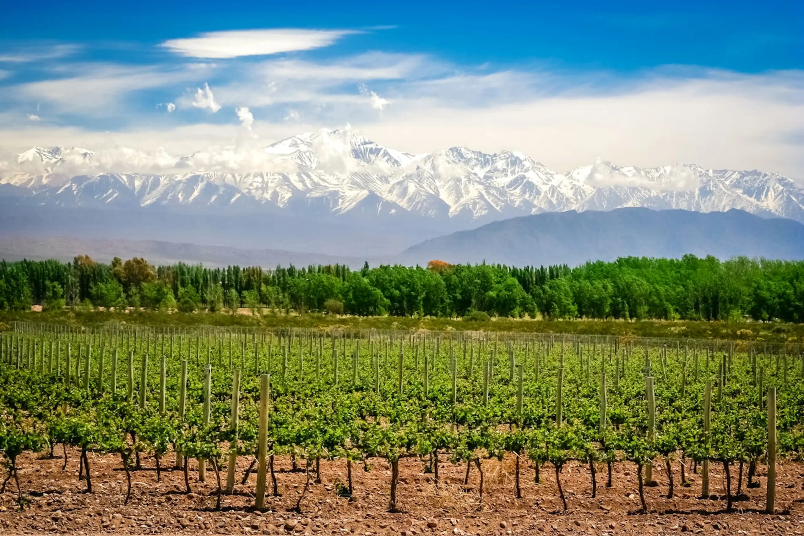 Viñedo y Montañas en Mendoza