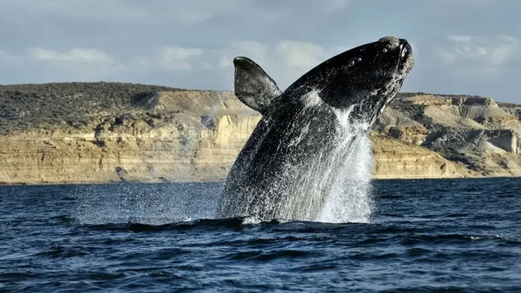 Una ballena saltando en el mar de Puerto Madryn.