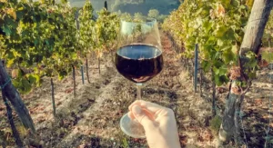 Persona mostrando una copa de vino entre los viñedos