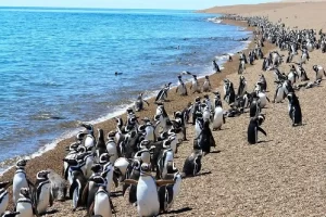 Pinguinos caminando a la orilla de una playa