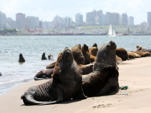 lobos en la loberia de mar del plata